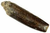 Fossil Sauropod Dinosaur (Titanosaur) Tooth - Morocco #298624-1